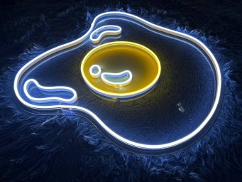 Fried Egg Neon Sign Restaurant Wall Decor