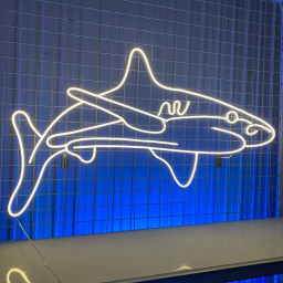 Shark Fish Neon Sign Animal Wall Art Wall Decor